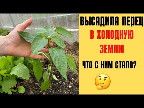 Видео: ВЫСАДКА ПЕРЦА: при какой температуре, надо ли заглублять, что положить в лунку