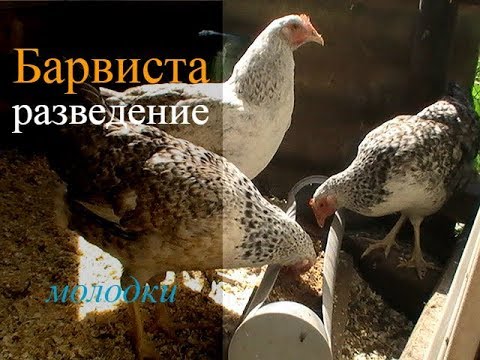 Видео: Молодая семья кур СЕРЕБРИСТЫЙ ЛЕГГОРН от  13августа //  ПТИЦА