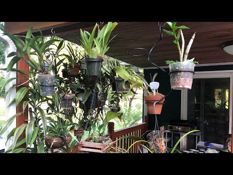 Видео: Часть 3 Обзор орхидей июль 2020. Выращивание орхидей 5 мес на улице и 7 мес в доме. Орхи на веранде.