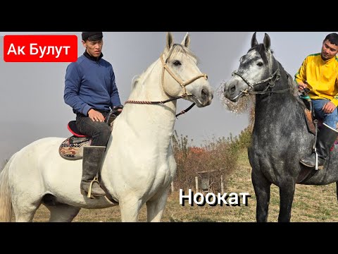 Видео: Эки  Ат Чыкты   & Ак Булут  жана  ЯГУАР   АТКА ЖЕТИШИП КАЛГЫЛА 