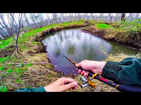 Видео: Ручей кишит рыбой! Ловля щуки на малых реках весной. Весенняя рыбалка на живописной лесной речке