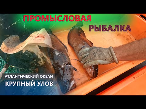 Видео: Промысловая рыбалка в Атлантическом океане. Крупный улов