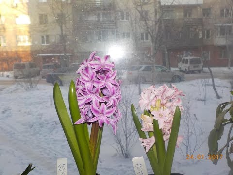 Видео: Выгоняем ГИАЦИНТЫ к 8 марта. Полный рассказ с посадкой.