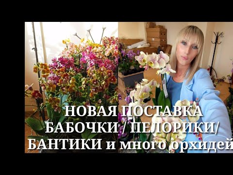 Видео: Новая поставка орхидей. Бабочки / пелорики / бантики