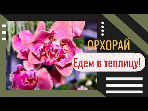 Видео: Орхорай | Орхидеи, которые нужны ВСЕМ | Обзор наличия