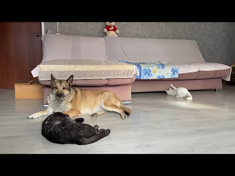 Видео: Воскресный дачный день 