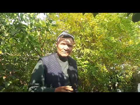 Видео: АНОРНИ ҚИШГА СВЕЖИЙ  ЖОНЛИ САКЛАШ.ОДДИЙ УСУЛИ