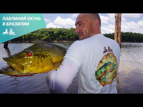 Видео: Бразилия. Ловля павлиньего окуня.