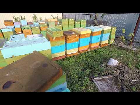 Видео: Правильная подготовка к зимовке  ульев  ППУ Нижегорордец