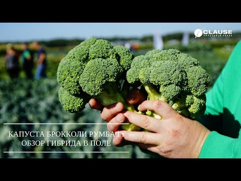 Видео: КАПУСТА БРОККОЛИ РУМБА F1 | ОБЗОР В ПОЛЕ