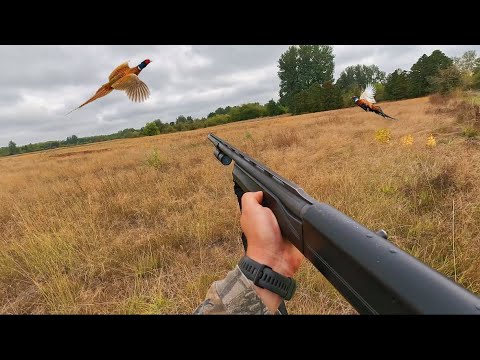 Видео: ПТИЦА ПАДАЕТ!!! Охота на фазанов в E.E. Wilson | Орегон (видео с Shotkam)