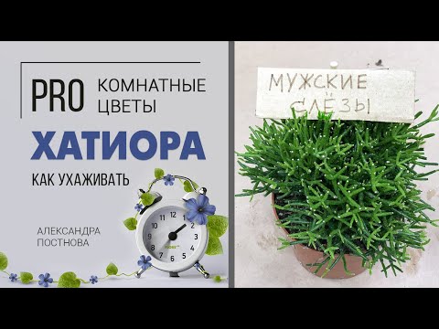 Видео: Танцующие кости или мужские слёзы? | Хатиора - неприхотливый суккулент.