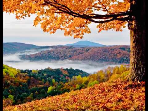 Видео: О себе напоминает осень