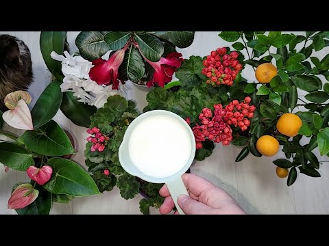 Видео: Срочно НАЛЕЙТЕ в ГЕРАНЬ зимой, чтобы листики не желтели, цветы здоровели и даже хилый цветок ожил