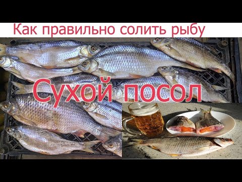 Видео: ТОП 1 ЛУЧШИЙ В МИРЕ РЕЦЕПТ ЗАСОЛА ТАРАНИ! КАК ПРАВИЛЬНО И ВКУСНО СОЛИТЬ СУХИМ ПОСОЛОМ ЛЮБУЮ РЫБУ.