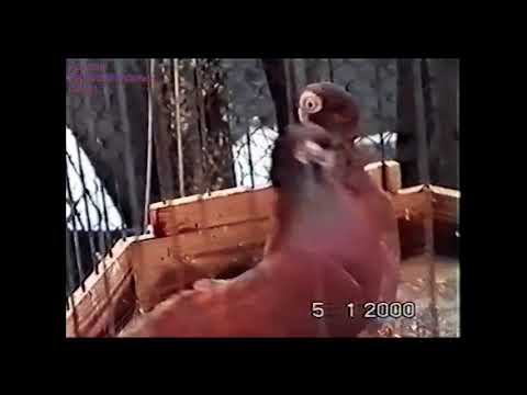 Видео: Тульская охота Евгения Скоркина.