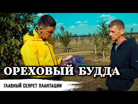Видео: Главный секрет плантации ореха // Часть 2