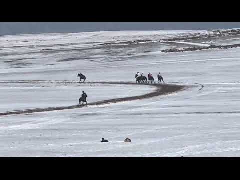 Видео: 7.11.2025 Жорго күнү. Чоң жорго