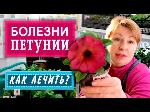 Видео: ПЕТУНИЯ. Почему желтеют и сохнут нижние листья? Что предпринять?