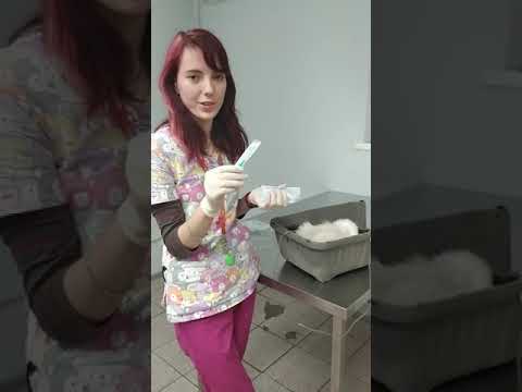 Видео: Подкожная инфузия животным