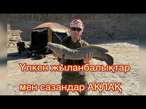 Видео: Үлкен жыланбалықтар мен сазандар 