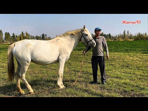 Видео: Суттуу Бээ кулун ургачы +996-771-343-482 