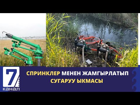 Видео: Беде аянтын “спринклер” менен жамгырлатып сугаруу ыкмасы