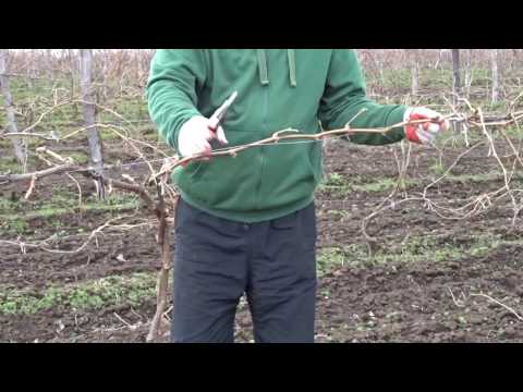 Видео: Обрезка виноградного куста, спиральный кордон, часть 2 Хисамутдинов АФ