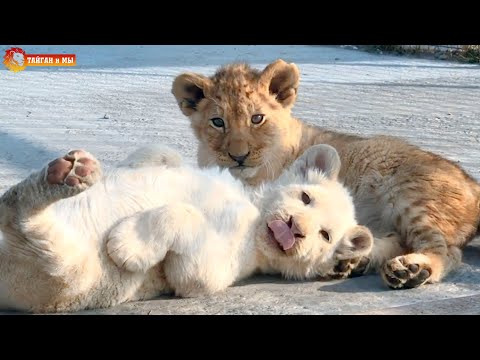 Видео: Как выросли львята Лейлы - плюшевые малыши Тайгана. Leyla's lion cubs grew up. Taigan.