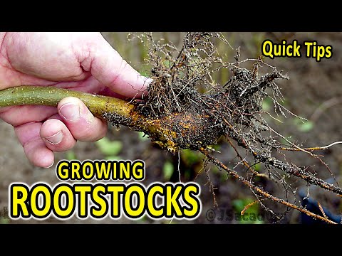 Видео: Советы по выбору подвоя | Простой способ получить БЕСПЛАТНЫЕ подвои