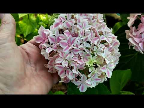 Видео: где высаживаем гортензию крупнолистную