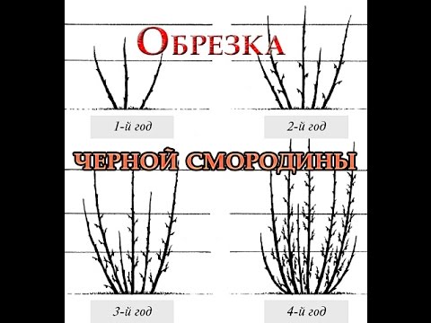 Видео: Как правильно обрезать черную смородину