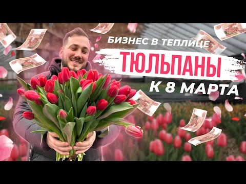 Видео: Бизнес на тюльпанах. Выгонка тюльпана к 8 марта. Выращивание и уход / Антон Пермяков