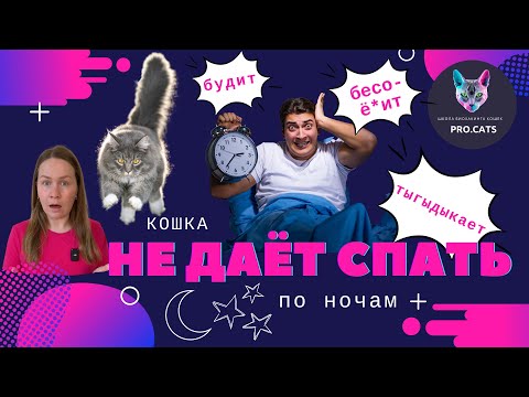 Видео: Кошка НЕ ДАЁТ СПАТЬ НОЧЬЮ | Ночной тыгыдык | Кот мешает спать и будит рано утром