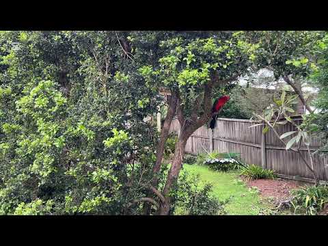 Видео: “Виза в Австралию на ПМЖ | PR visa for Australia. Global Talent Visa”