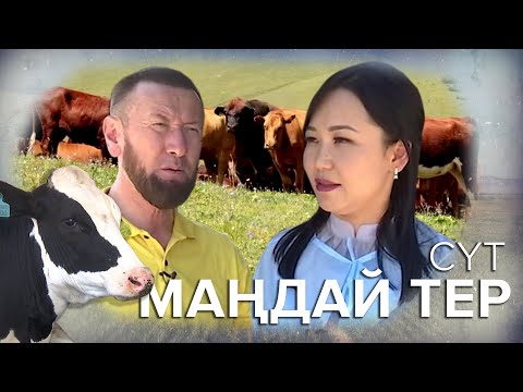 Видео: Маңдай тер: Сүт