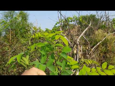 Видео: Моя акация принялась