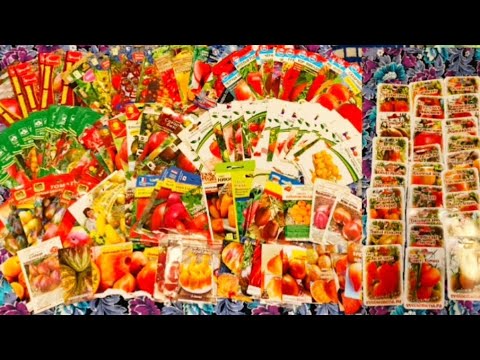 Видео: Весь арсенал томатов в цветных пакетиках. Помидорный хомяк шуршит. 😁