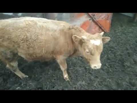 Видео: Почему бычок не ест корм!!!