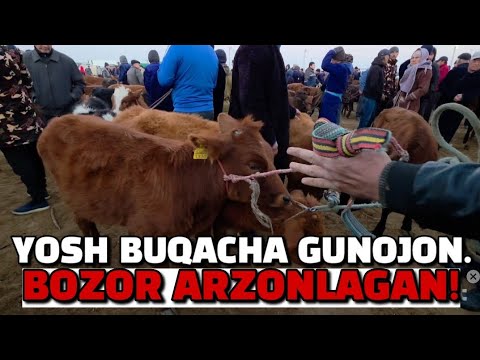 Видео: БУХОРО КАРАКУ́Л МОЛ БОЗОР АРЗОНЛАДИ. ЁШ БУКАЧА 02.11.2025
