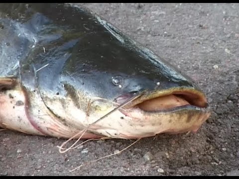 Видео: Ловля сома на квок. "О рыбалке всерьёз" архив телепрограммы.