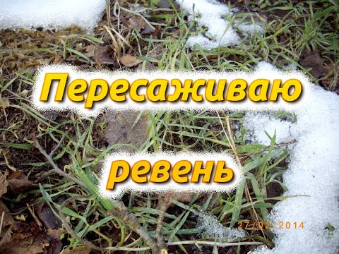 Видео: Пересаживаю ревень на место закопанных древесных отходов.