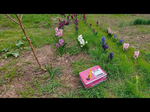 Видео: Посылка с интернет-магазина "Флориум". Распаковка и посадка.