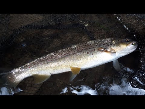 Видео: Ручьевая Форель. Силикон VS колебалки