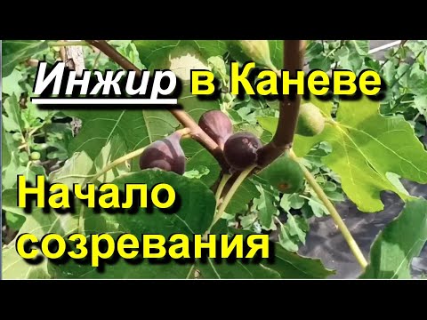 Видео: Инжир в Каневе. Начинаем собирать урожай.  2025 09 01