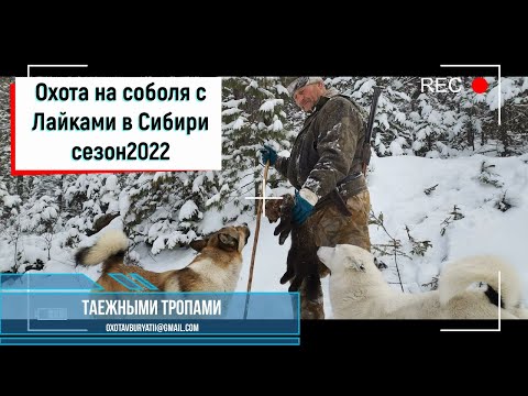 Видео: Охота на соболя с лайкой в Сибири. сезон 2022.