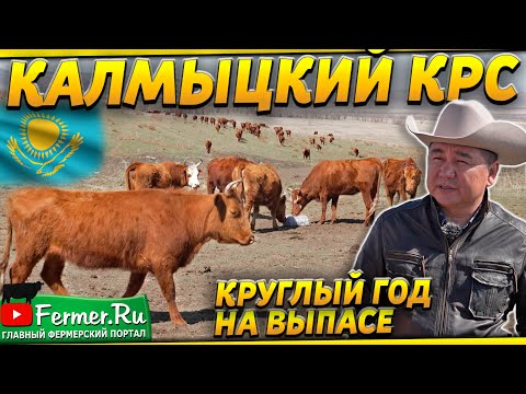 Видео: Мясной бизнес в Казахстане. В чём преимущество калмыцкого скота? Где прибыль?