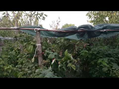 Видео: Нужна ли сетка для затенения малины и её себестоимость
