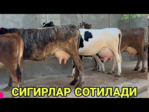 Видео: СУТДОР ТИГДОР РУЗГОРБОБ ТАРГИЛ ОЛА ШВЕД КОРНИДА ГУМОН СИГИРЛАР СОТИЛАДИ SOTILADIGON 2 октября 2024 г