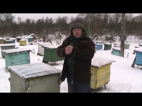 Видео: НА ТРЁХ РАМКАХ В ЗИМУ.ПЕРЕЗИМУЕТ ИЛИ НЕТ?